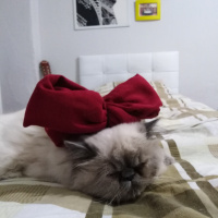 İran Kedisi (Persian), Kedi  Pika fotoğrafı