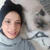 İran Kedisi (Persian), Kedi  Pika fotoğrafı