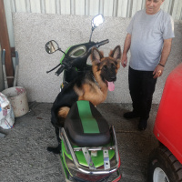 Alman Çoban Köpeği, Köpek  Leo fotoğrafı