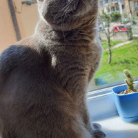 British Shorthair, Kedi  Ebru fotoğrafı