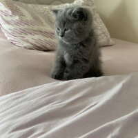 British Shorthair, Kedi  Miso fotoğrafı