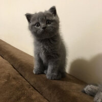 British Shorthair, Kedi  Miso fotoğrafı