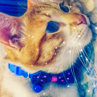 Tekir Kedi, Kedi  Kuki fotoğrafı