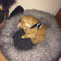 Maine Coon, Kedi  Chivas fotoğrafı