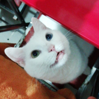 Van Kedisi, Kedi  Eyşan fotoğrafı