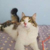 Tekir Kedi, Kedi  Gıcır fotoğrafı