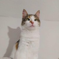 Tekir Kedi, Kedi  Gıcır fotoğrafı