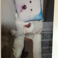 Van Kedisi, Kedi  Aref fotoğrafı