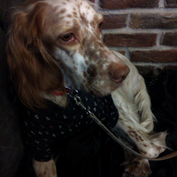 İngiliz Setter, Köpek  Tarçın fotoğrafı