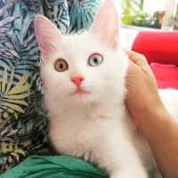 Ankara Kedisi, Kedi  Salep fotoğrafı
