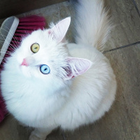 Ankara Kedisi, Kedi  Salep fotoğrafı