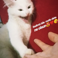 Ankara Kedisi, Kedi  Salep fotoğrafı