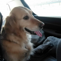 Golden Retriever, Köpek  Daisy fotoğrafı