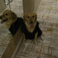 Golden Retriever, Köpek  Daisy fotoğrafı