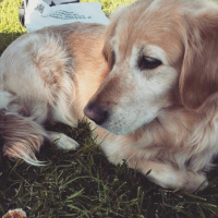 Golden Retriever, Köpek  Daisy fotoğrafı