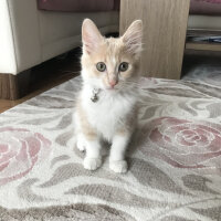 Tekir Kedi, Kedi  Leydi fotoğrafı