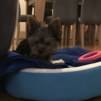Yorkshire Terrier, Köpek  Cincer fotoğrafı