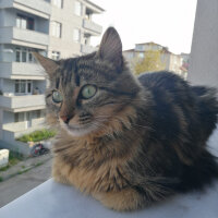 Tekir Kedi, Kedi  şila fotoğrafı