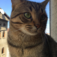 Tekir Kedi, Kedi  Cookie fotoğrafı