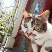 Tekir Kedi, Kedi  Gakkuş fotoğrafı