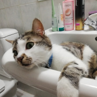 Tekir Kedi, Kedi  Gakkuş fotoğrafı