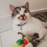 Tekir Kedi, Kedi  Gakkuş fotoğrafı