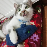 Tekir Kedi, Kedi  Gakkuş fotoğrafı