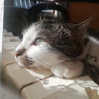 Tekir Kedi, Kedi  Gakkuş fotoğrafı