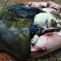 Tekir Kedi, Kedi  Gakkuş fotoğrafı