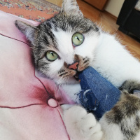 Tekir Kedi, Kedi  Gakkuş fotoğrafı