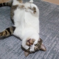 Tekir Kedi, Kedi  Gakkuş fotoğrafı