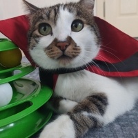 Tekir Kedi, Kedi  Gakkuş fotoğrafı