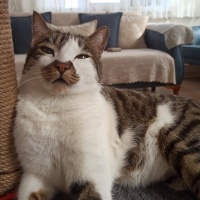 Tekir Kedi, Kedi  Gakkuş fotoğrafı