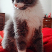 Mavi Rus, Kedi  haydar fotoğrafı