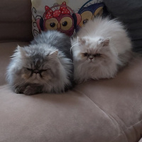 İran Kedisi (Persian), Kedi  Theo fotoğrafı