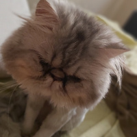 İran Kedisi (Persian), Kedi  Theo fotoğrafı