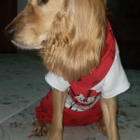 İngiliz Cocker Spaniel, Köpek  Liza fotoğrafı