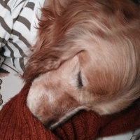 İngiliz Cocker Spaniel, Köpek  Liza fotoğrafı