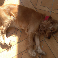 İngiliz Cocker Spaniel, Köpek  Liza fotoğrafı