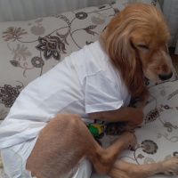 İngiliz Cocker Spaniel, Köpek  Liza fotoğrafı