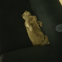 Scottish Fold, Kedi  Mantar fotoğrafı