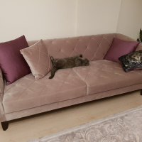 Scottish Fold, Kedi  Mantar fotoğrafı