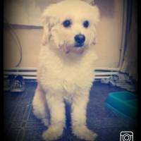 Bichon Frise, Köpek  Zeytin fotoğrafı