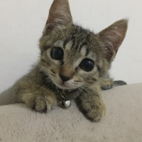 Tekir Kedi, Kedi  Lilith fotoğrafı