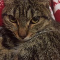 Tekir Kedi, Kedi  Lilith fotoğrafı