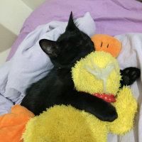 Tekir Kedi, Kedi  Lilith fotoğrafı