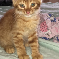 Sarman, Kedi  Boncuk fotoğrafı