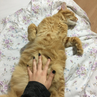 Sarman, Kedi  Boncuk fotoğrafı