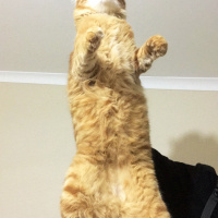 Sarman, Kedi  Boncuk fotoğrafı