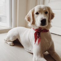 Golden Retriever, Köpek  CAPPY fotoğrafı